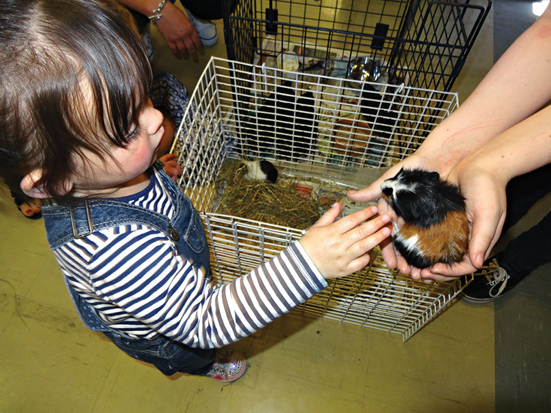 Petting hamster